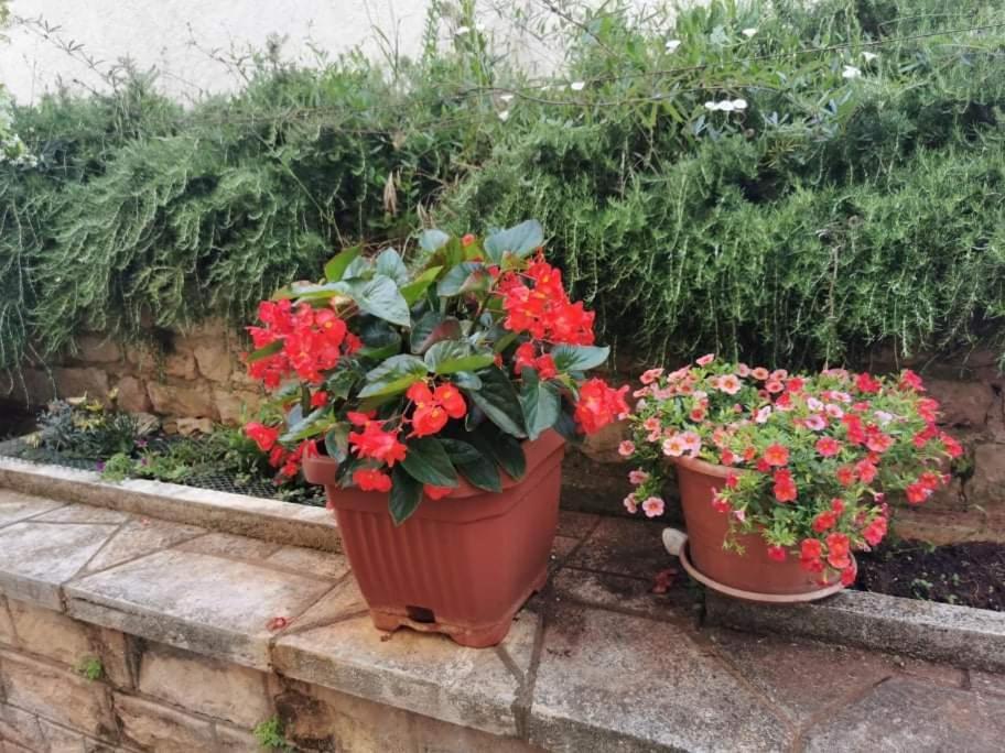 Ferienwohnung App Carla Novigrad Istria Exterior foto